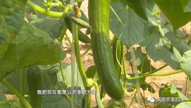 菜青虫图片_菜青虫养殖技术_致富经菜青虫视频