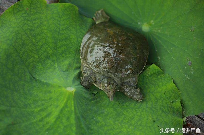 河洲甲鱼：甲鱼养殖知识技巧介绍