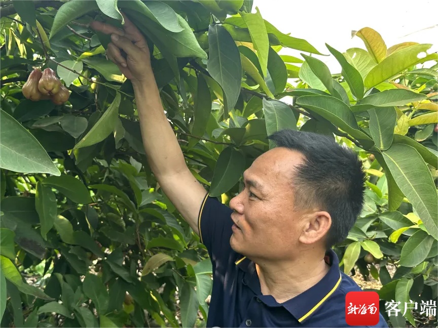 致富广西种植莲雾视频_广西莲雾种植致富_广西能种莲雾果吗