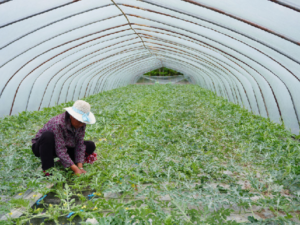 致富经西瓜种植全视频_种植西瓜致富新闻_新闻致富西瓜种植视频