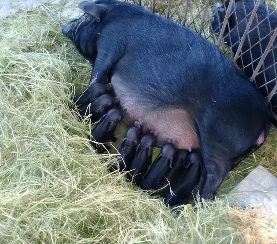 山区黑猪养殖_农村生态养殖黑猪_山村黑猪养殖致富