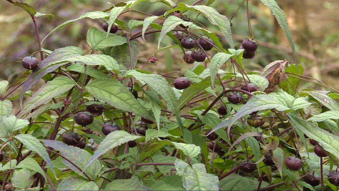 种植野果前景如何_野果种植致富果_致富种植果野果怎么样