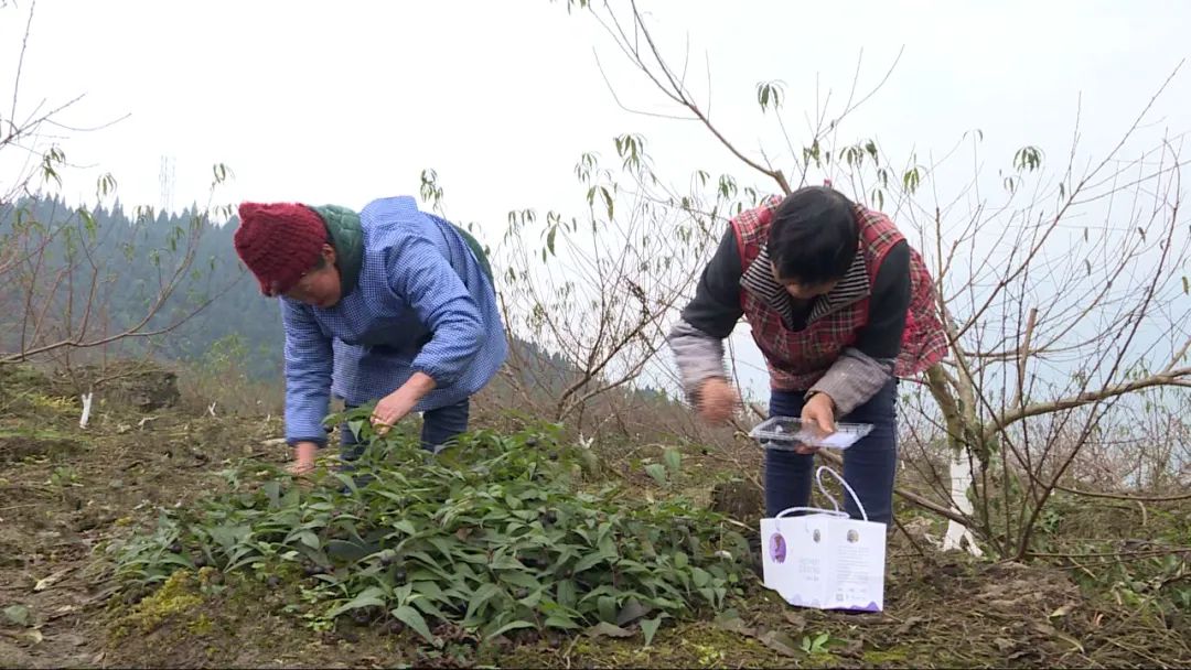 致富种植果野果怎么样_野果种植致富果_种植野果前景如何