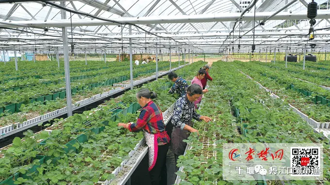 致富种植果草莓怎么样_致富经草莓种植技术_草莓种植致富果