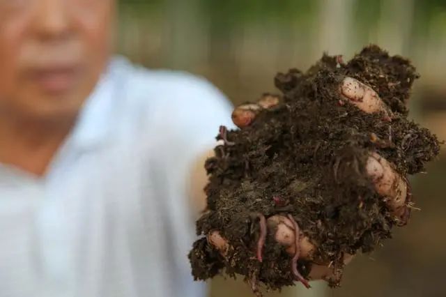 尝试养殖蚯蚓 奶牛牛粪日产日清