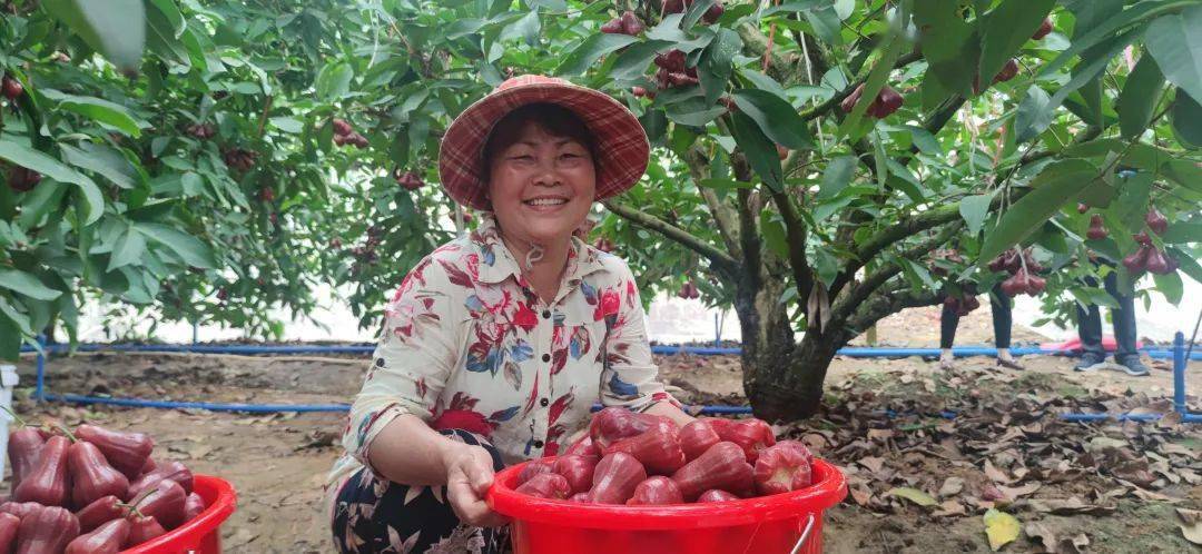 广西哪里产莲雾_广西莲雾种植致富_广西莲雾种植在哪