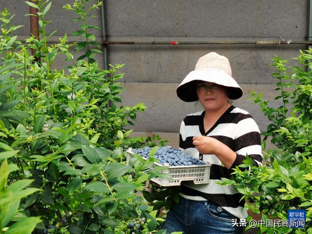 致富种植果草莓图片_致富种植果草莓好吃吗_草莓种植致富果