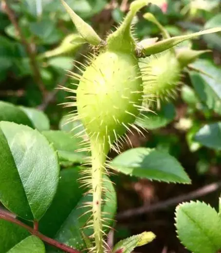 种植野果前景如何_野果种植致富果_致富种植果野果怎么样