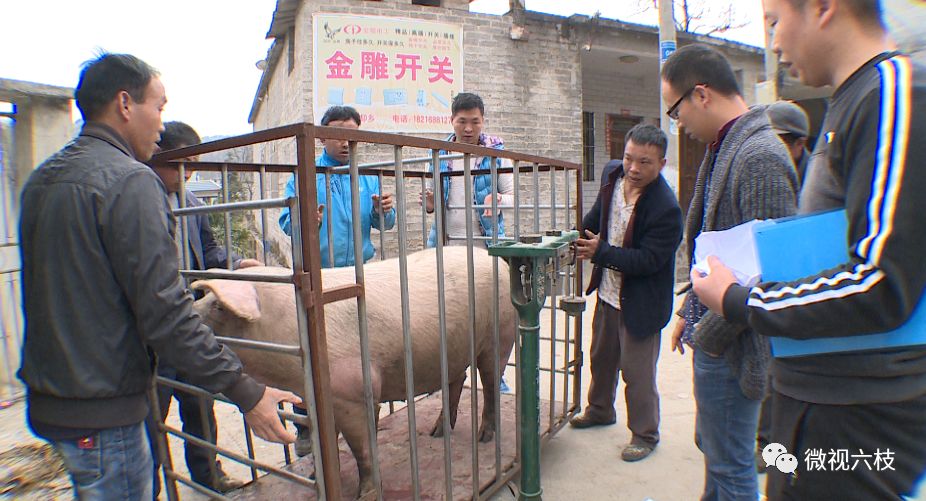 生姜种植挣钱吗_致富经种植生姜_致富生姜种植视频