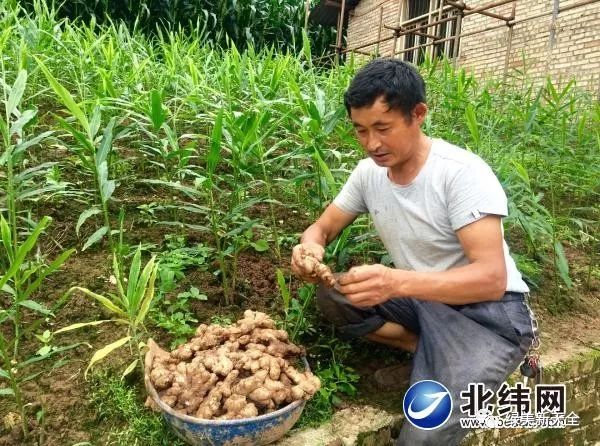 【雅安日报】念好致富经 种出好“姜”来 ——天全县仁义乡桐林村村民高德贵的脱贫故事