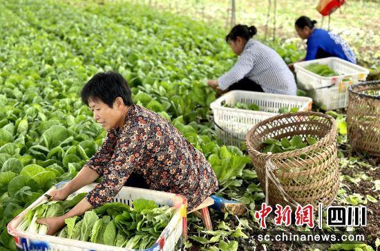 农村致富种植菜园_农村栽菜致富_农村种菜致富案例