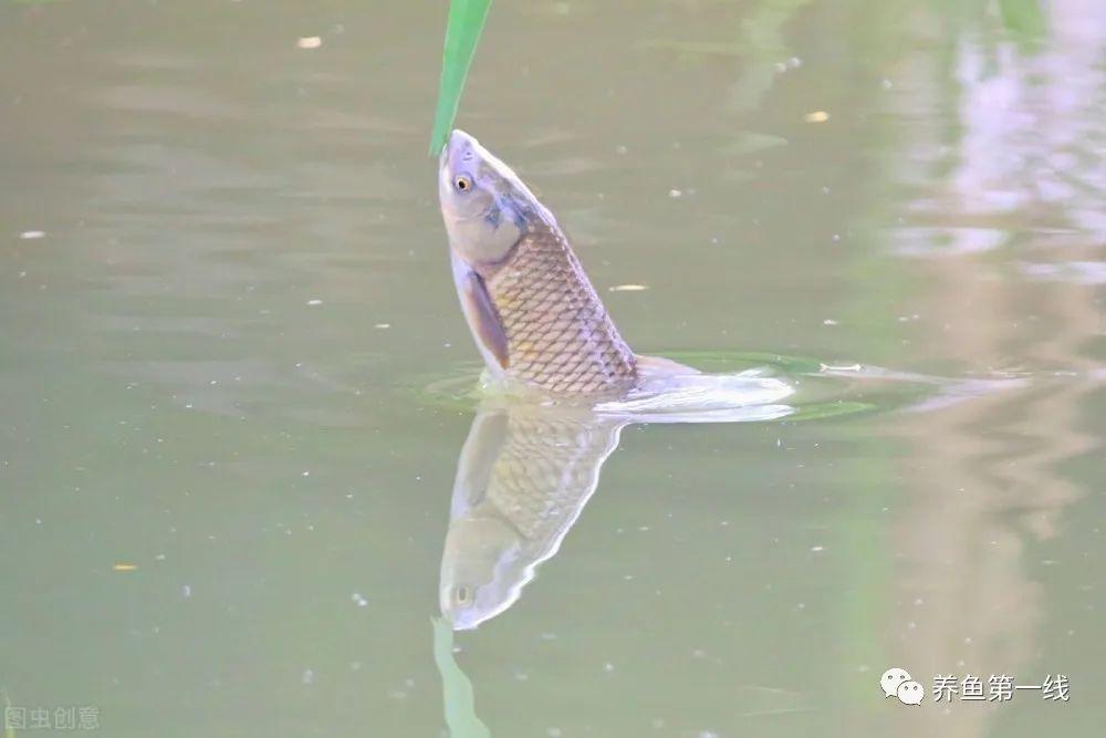 养殖水产草鱼技术要点_水产养殖草鱼技术_养殖草鱼的技术