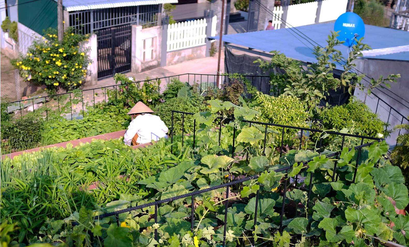 致富种植菜园农村图片大全_种农家菜园_农村致富种植菜园