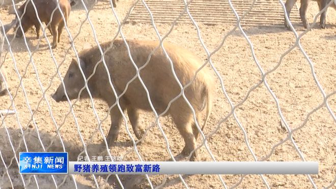 野猪养殖致富视频_视频致富野猪养殖_野猪养殖视频农广天地