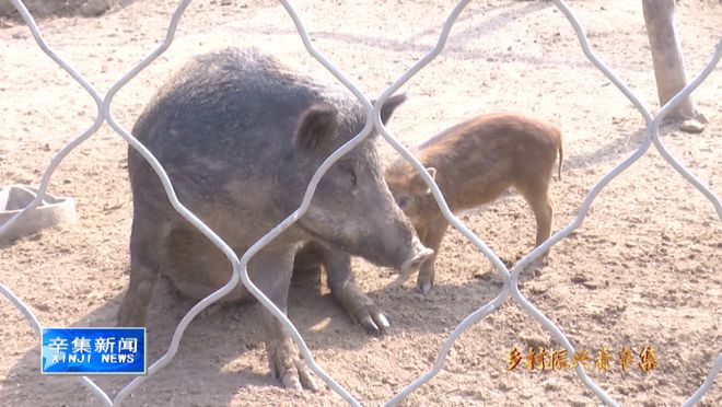 野猪养殖视频农广天地_野猪养殖致富视频_视频致富野猪养殖