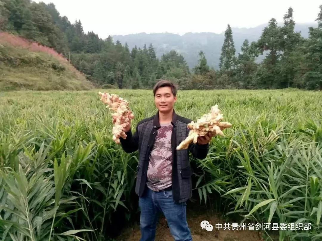 致富经种植生姜_致富生姜种植技术视频_生姜种植挣钱吗