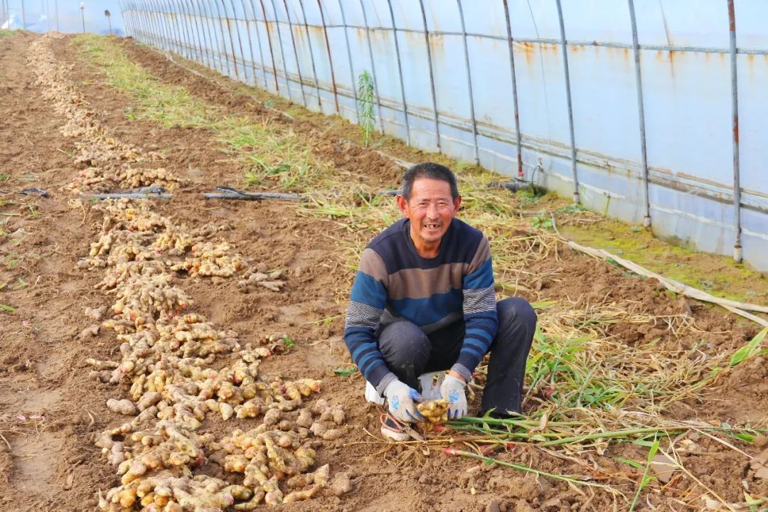 致富经种植生姜_生姜种植挣钱吗_致富生姜种植视频