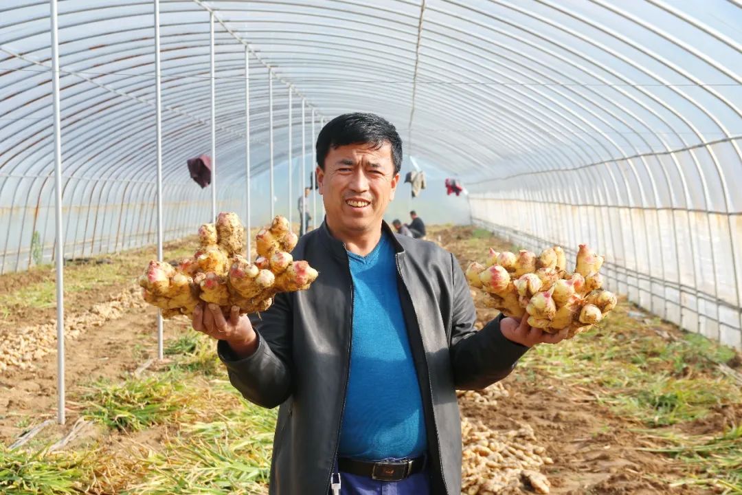 致富经种植生姜_生姜种植挣钱吗_致富生姜种植视频