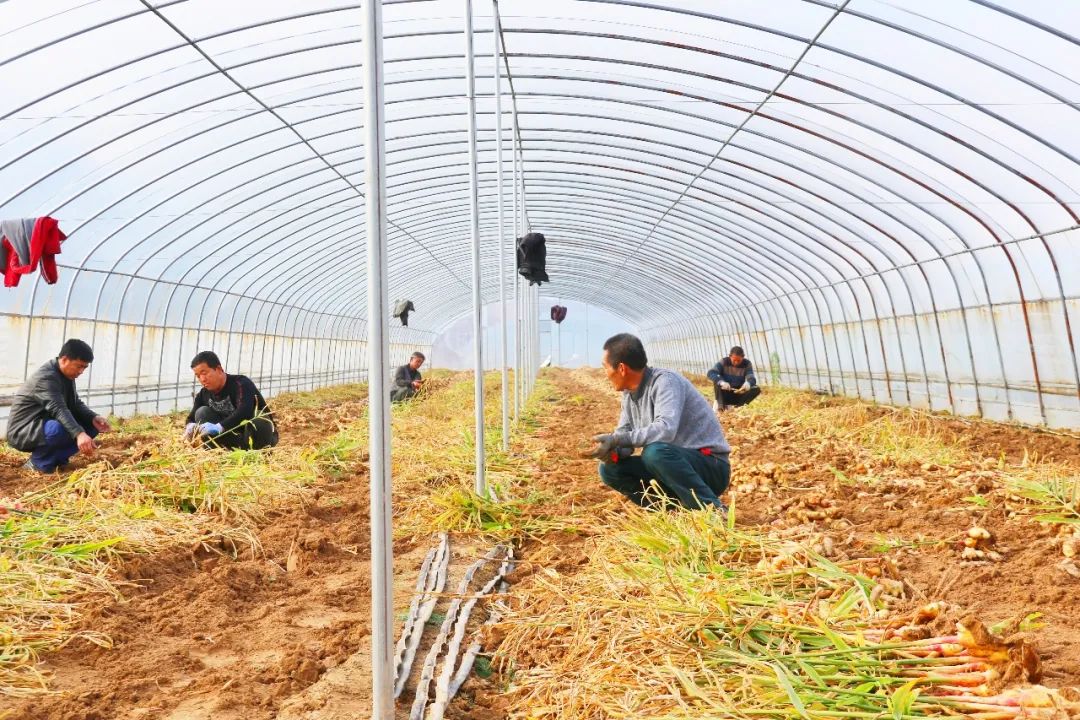 致富生姜种植视频_生姜种植挣钱吗_致富经种植生姜