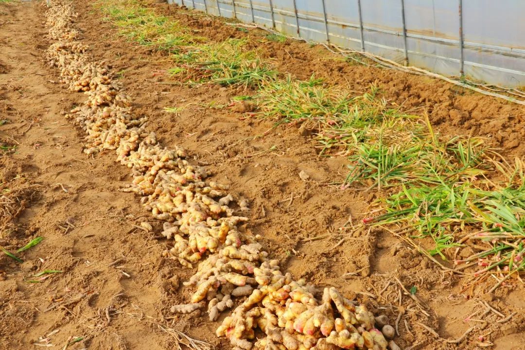 生姜种植挣钱吗_致富经种植生姜_致富生姜种植视频