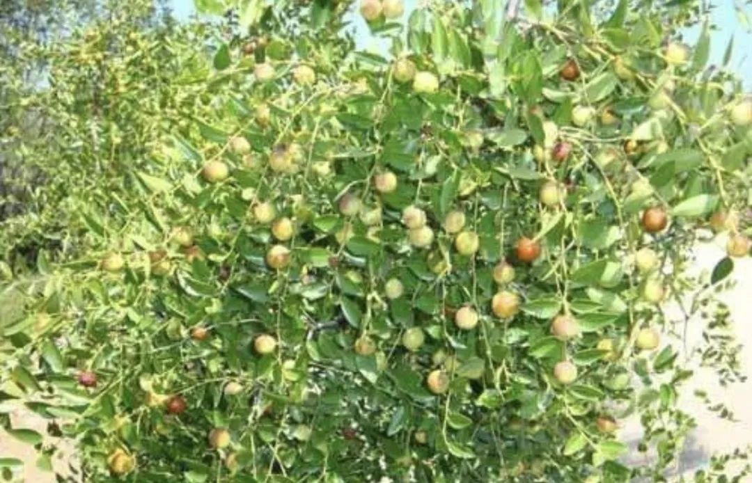 野生枣种植技术视频_野生枣种植技术_野生枣种植技术和管理