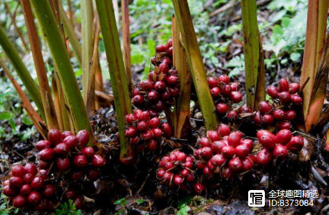 野果种植致富果_种植野果前景如何_致富种植果野果图片