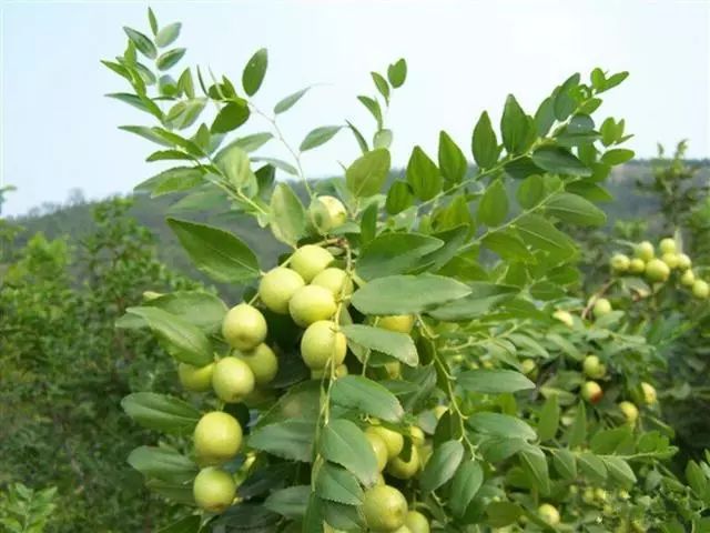 野生枣种植技术_野生枣种植技术和管理_野生枣种植技术视频