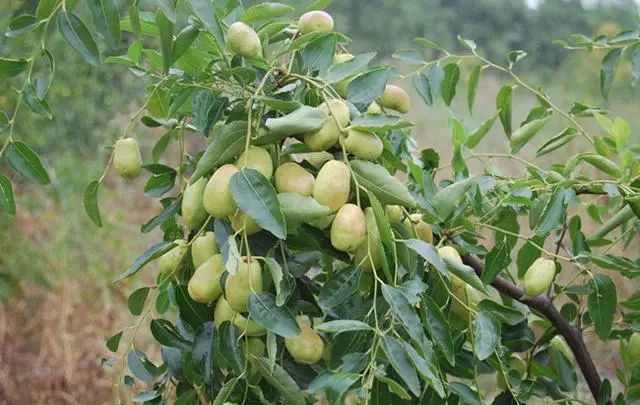 野生枣种植技术_野生枣种植技术视频_野生枣种植技术和管理