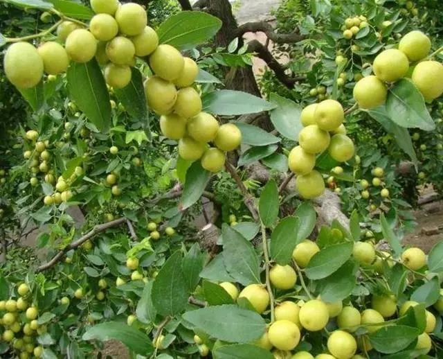 野生枣种植技术_野生枣种植技术和管理_野生枣种植技术视频