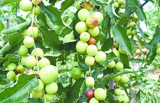 野生枣种植技术和管理_野生枣种植技术_野生枣种植技术视频