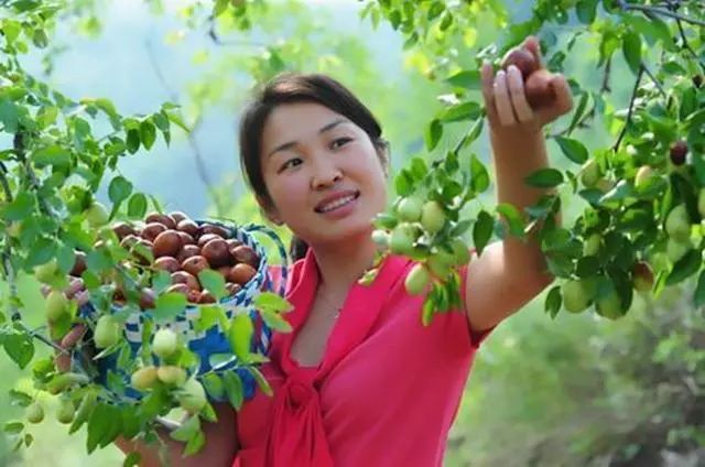 野生枣种植技术视频_野生枣种植技术和管理_野生枣种植技术