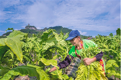 搭上种烟脱贫快车 山乡村民致富更有信心