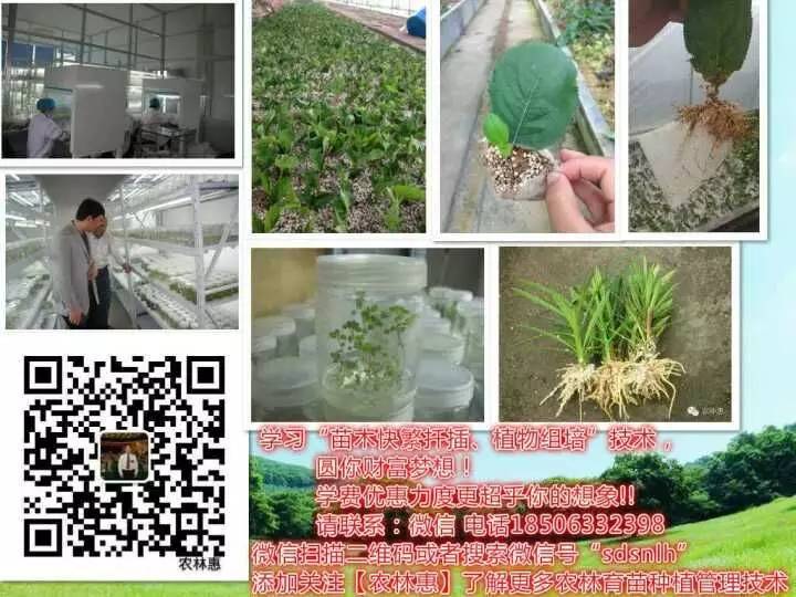 野生的枣类有哪些_野生枣种植技术_野生枣种植技术和管理