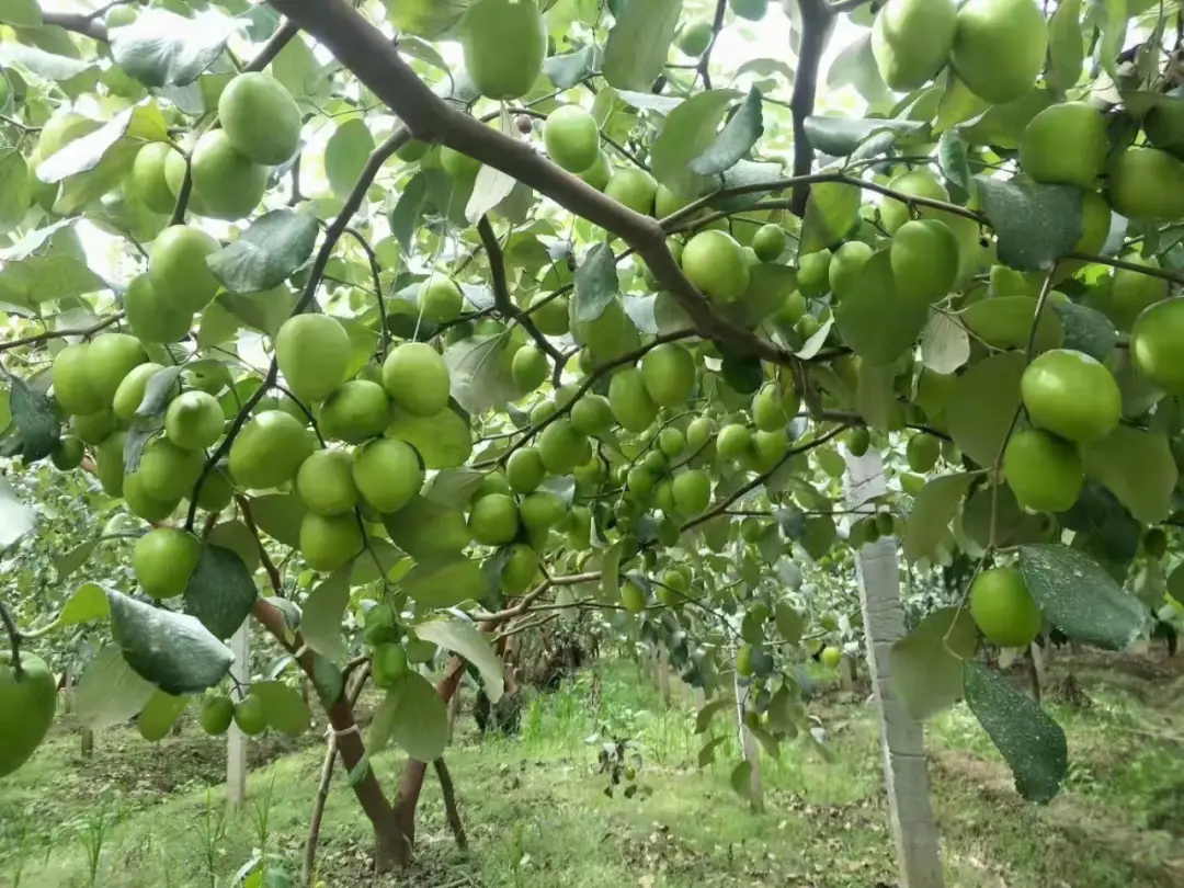 致富经 景洪牛肝菌_云南景东牛肝菌_版纳牛肝菌