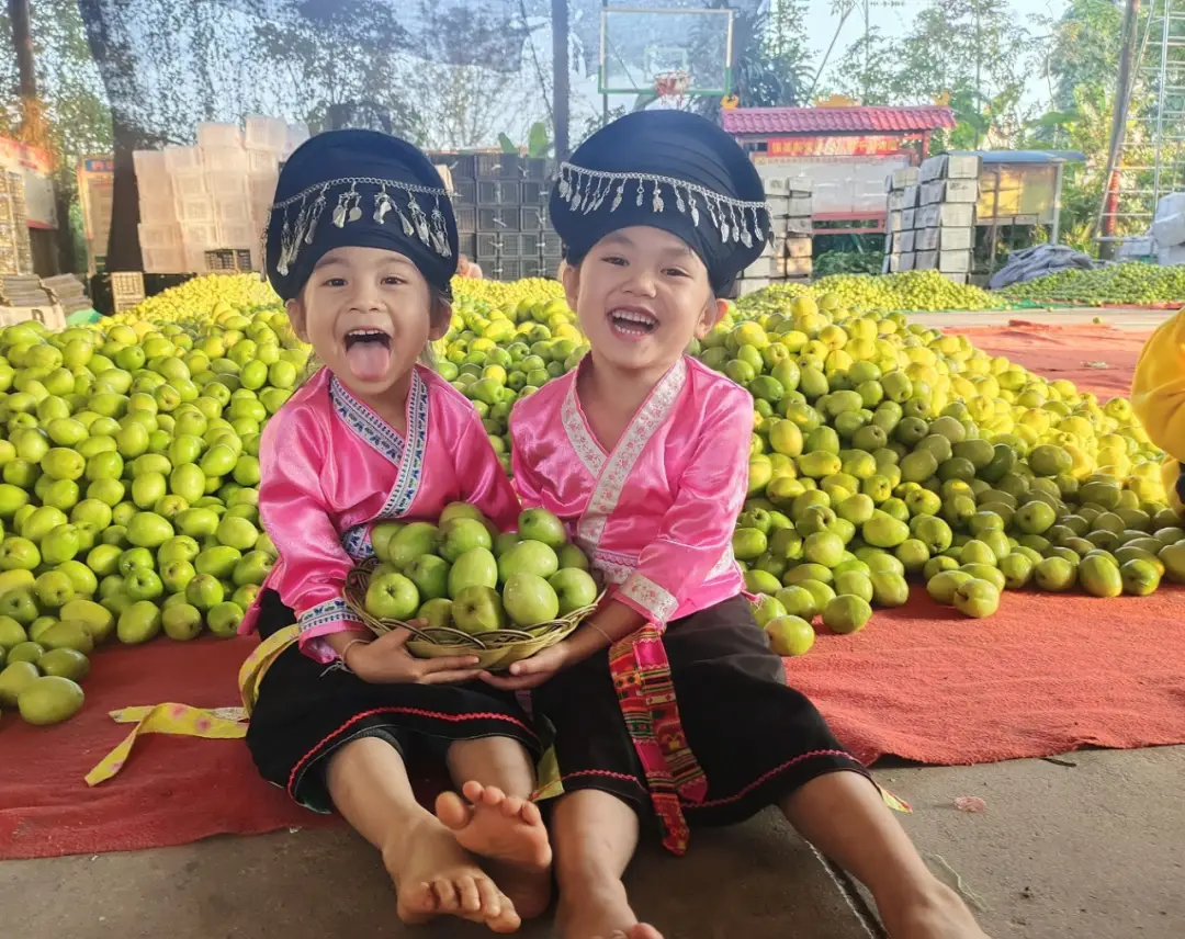 云南景东牛肝菌_版纳牛肝菌_致富经 景洪牛肝菌