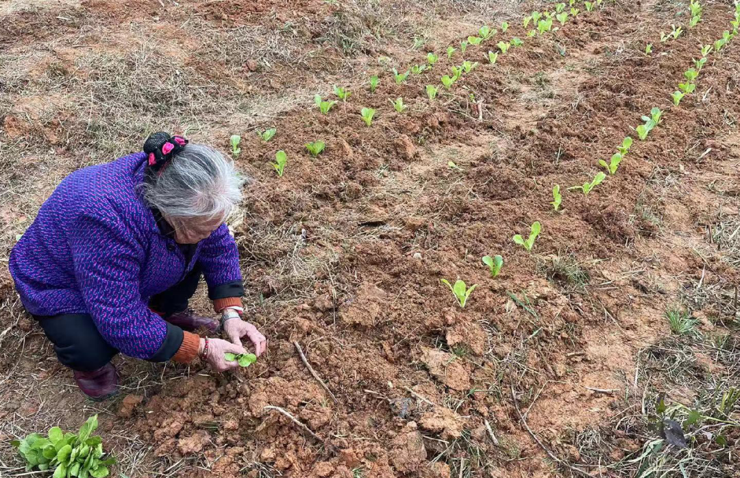 农村种菜致富案例_农村栽菜致富_农村致富种植菜园