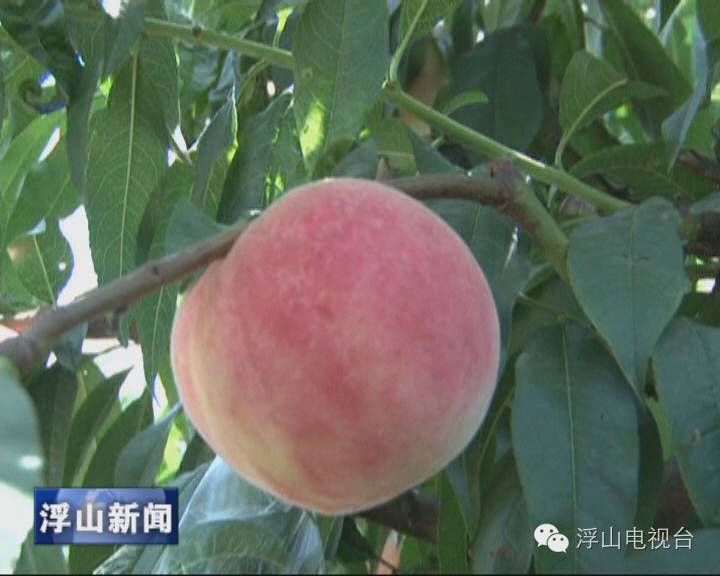 农业致富种植项目_农村致富项目种植业_农作物种植致富路视频