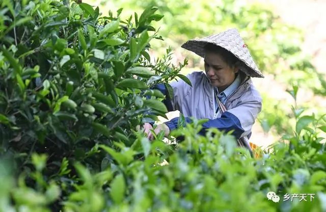 致富经农业种植视频_农村致富项目种植业_农作物种植致富路视频