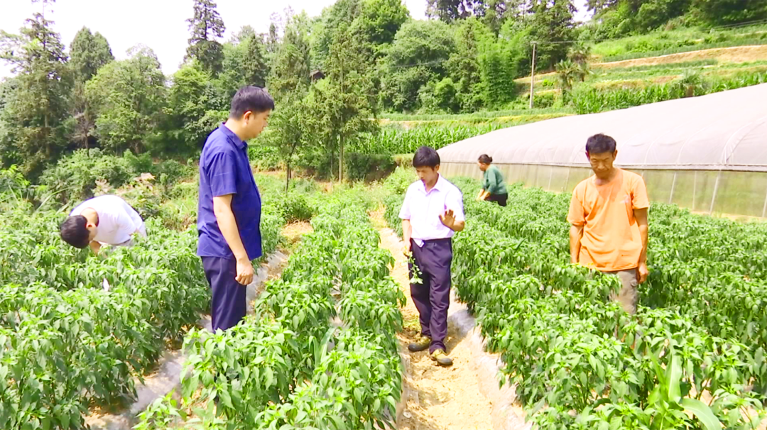 农村致富项目种植业_农村致富新项目种植业_农作物种植致富路视频