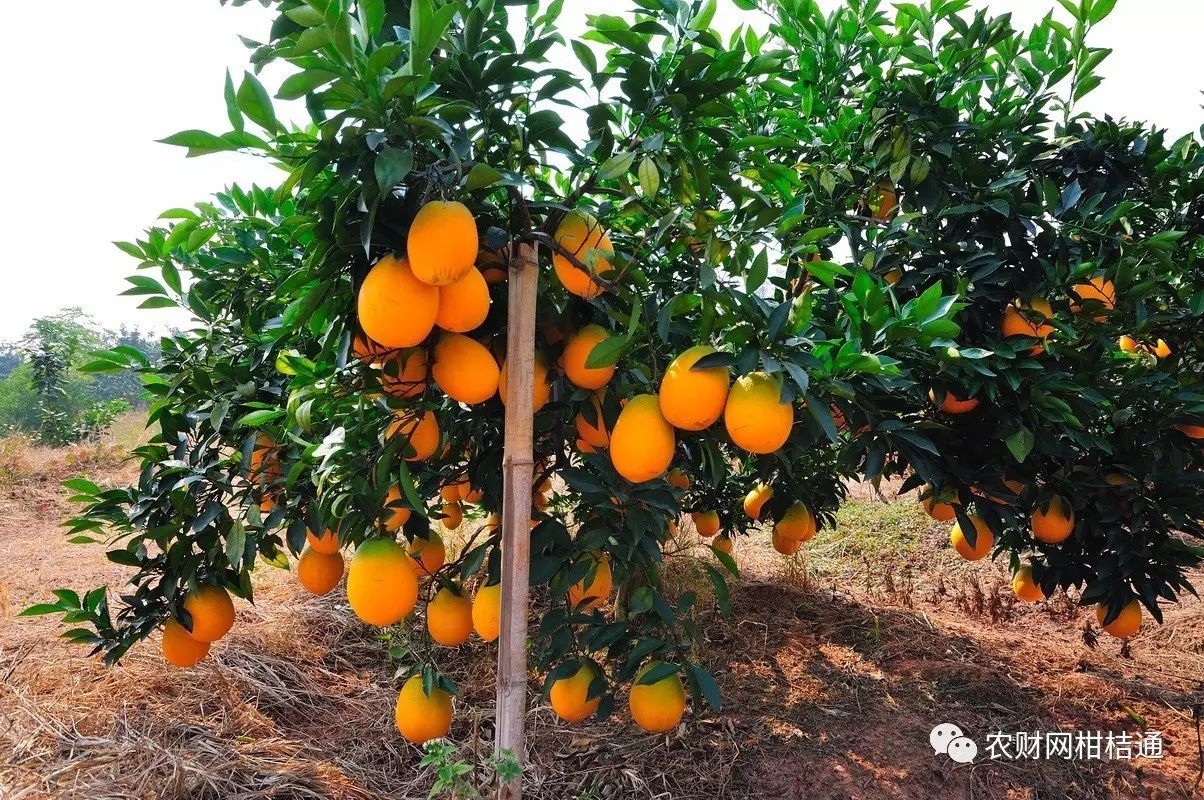 红肉柚种植技术视频_红柚培植技术_红肉柚子苗