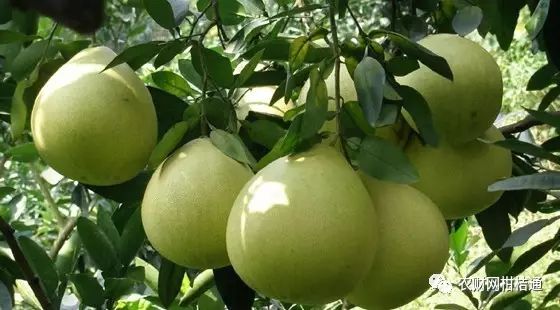 红柚培植技术_红肉柚种植技术视频_红肉柚子苗