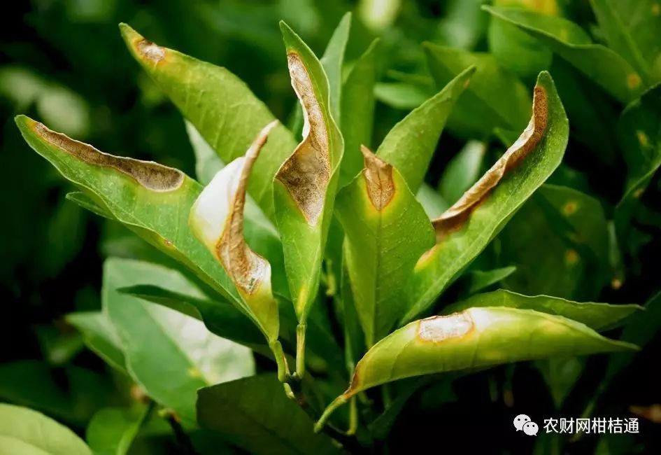 红柚培植技术_红肉柚子苗_红肉柚种植技术视频