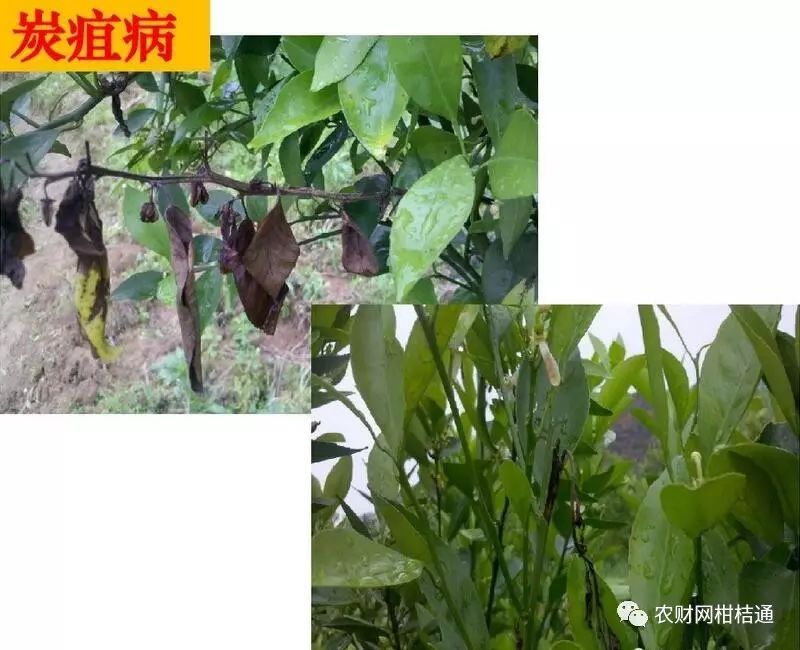 红肉柚种植技术视频_红肉柚子苗_红柚培植技术