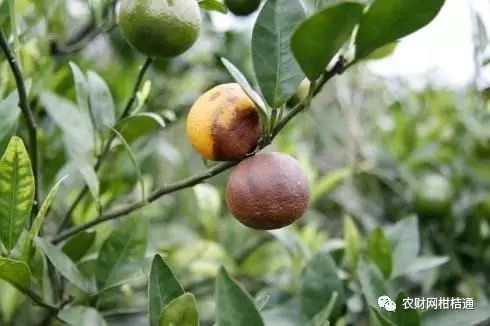 红柚培植技术_红肉柚种植技术视频_红肉柚子苗