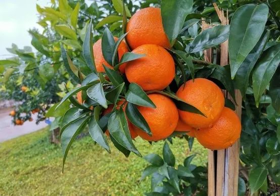 红柚培植技术_红柚种子的种植的方法_红肉柚种植技术视频