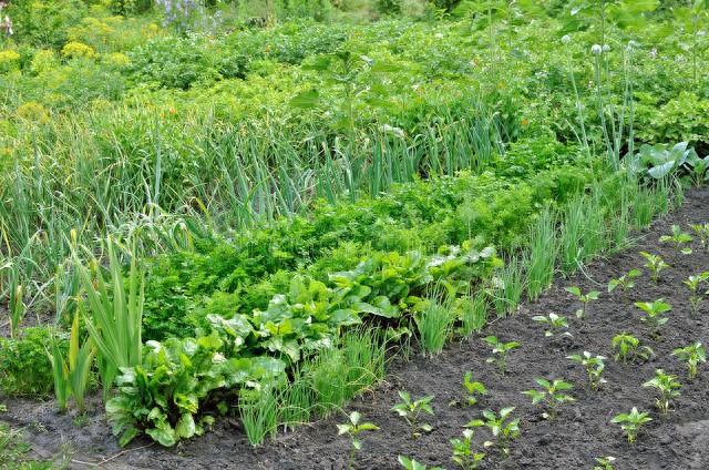 农村致富种植菜园_农村栽菜致富_致富种植菜园农村图片大全