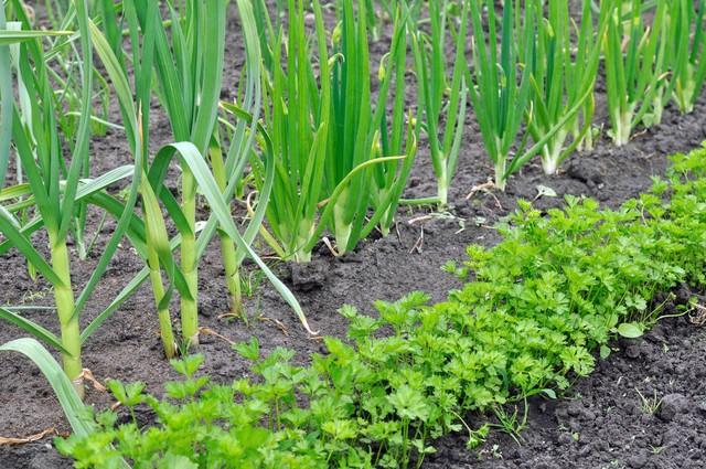 农村栽菜致富_致富种植菜园农村图片大全_农村致富种植菜园