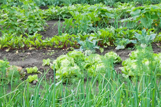 致富种植菜园农村图片大全_农村栽菜致富_农村致富种植菜园