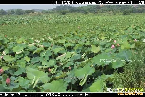 藕田养殖小龙虾效益高