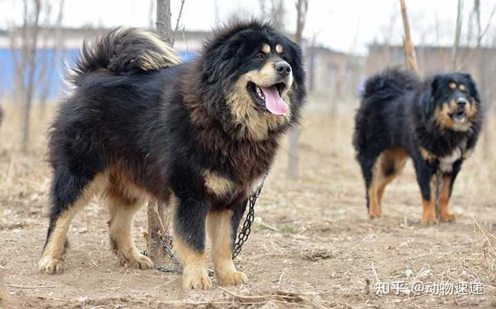 致富经养藏獒视频_致富经藏獒_致富经cctv7藏獒